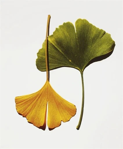 The Art of Irving Penn Sets New Auction Record at Phillips New York