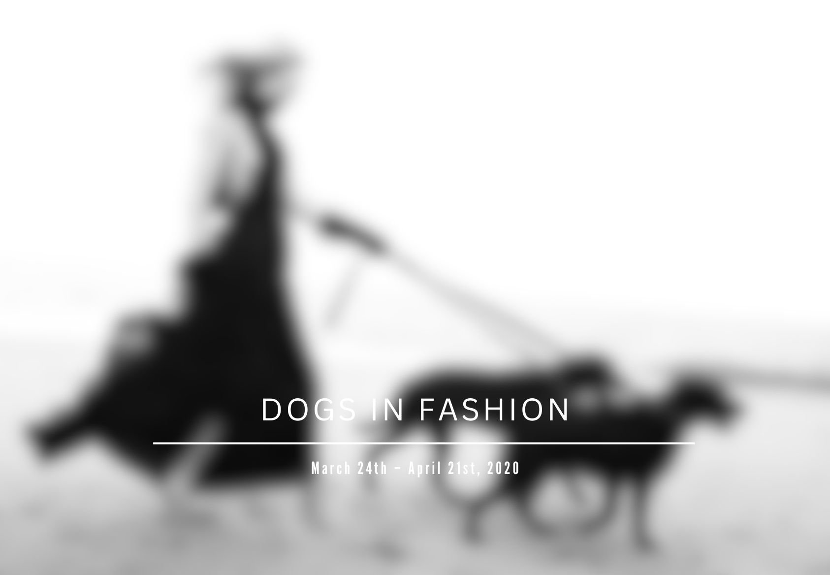Dogs in Fashion Photography