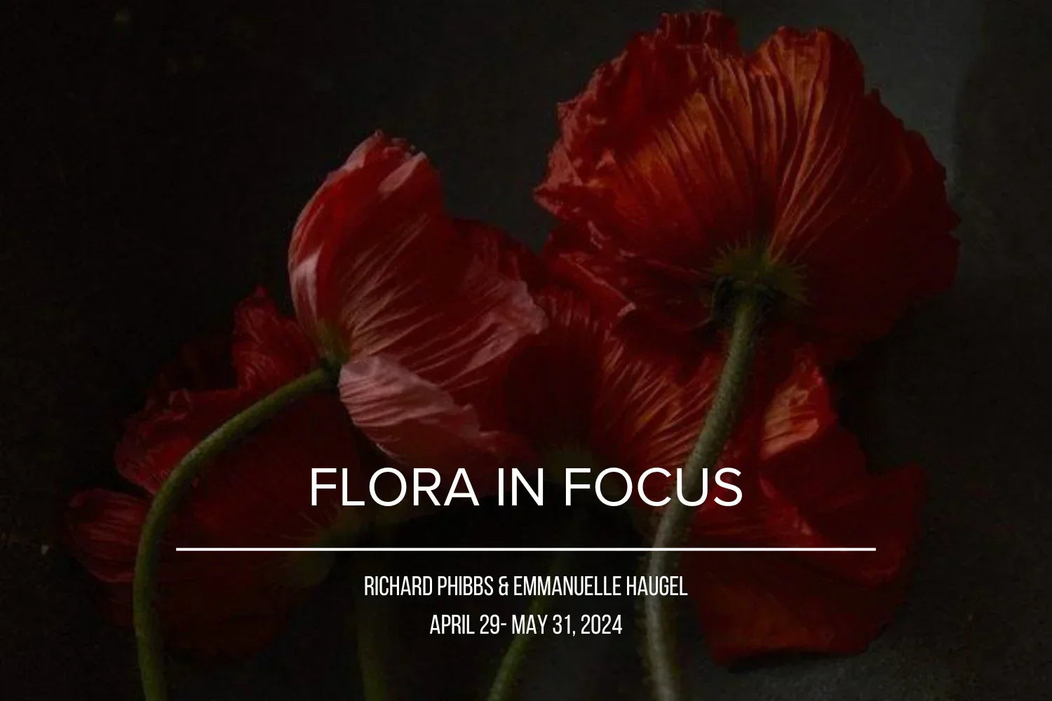 FLORA IN FOCUS