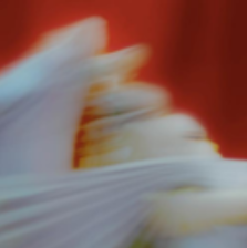 MIDNIGHT IN THE JUNGLE III