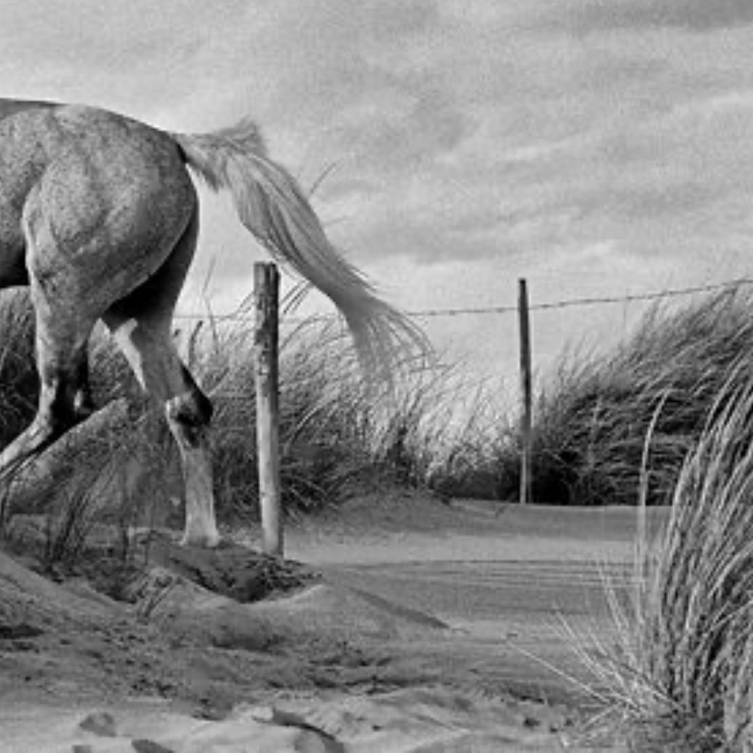 Sandrine, Cavalière, Camargue 1997