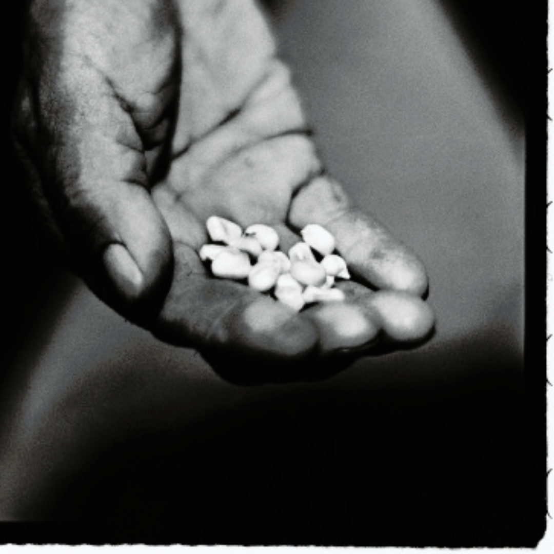 Corn in a Hop Chief’s hand