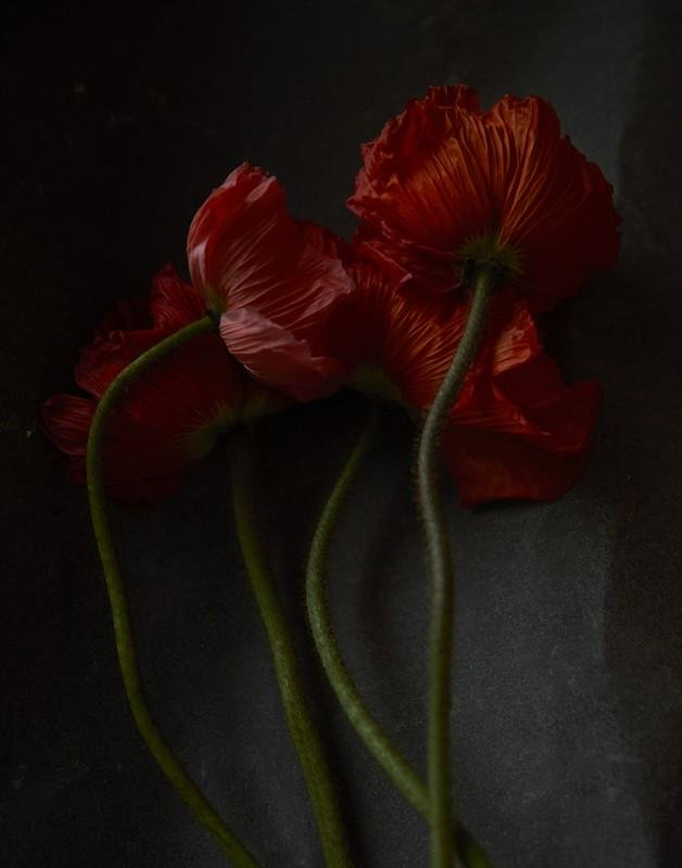 QUARANTINE FLOWERS, LONDON, 2021