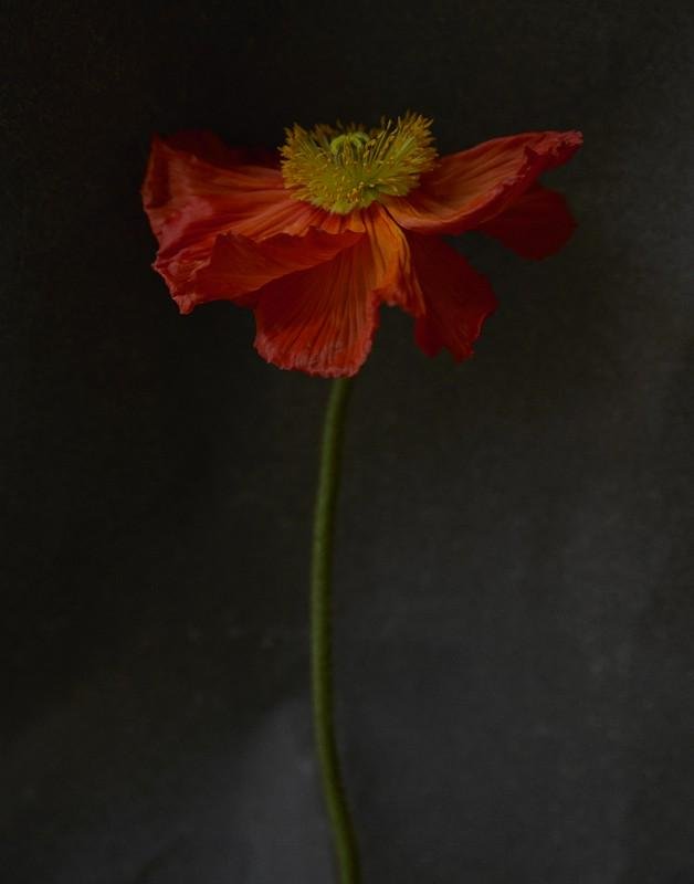 QUARANTINE FLOWERS, LONDON, 2021