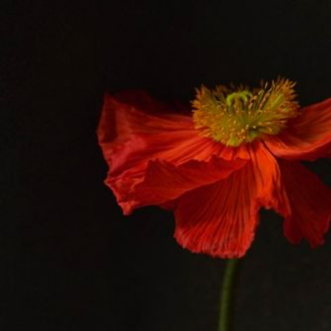 QUARANTINE FLOWERS, LONDON, 2021