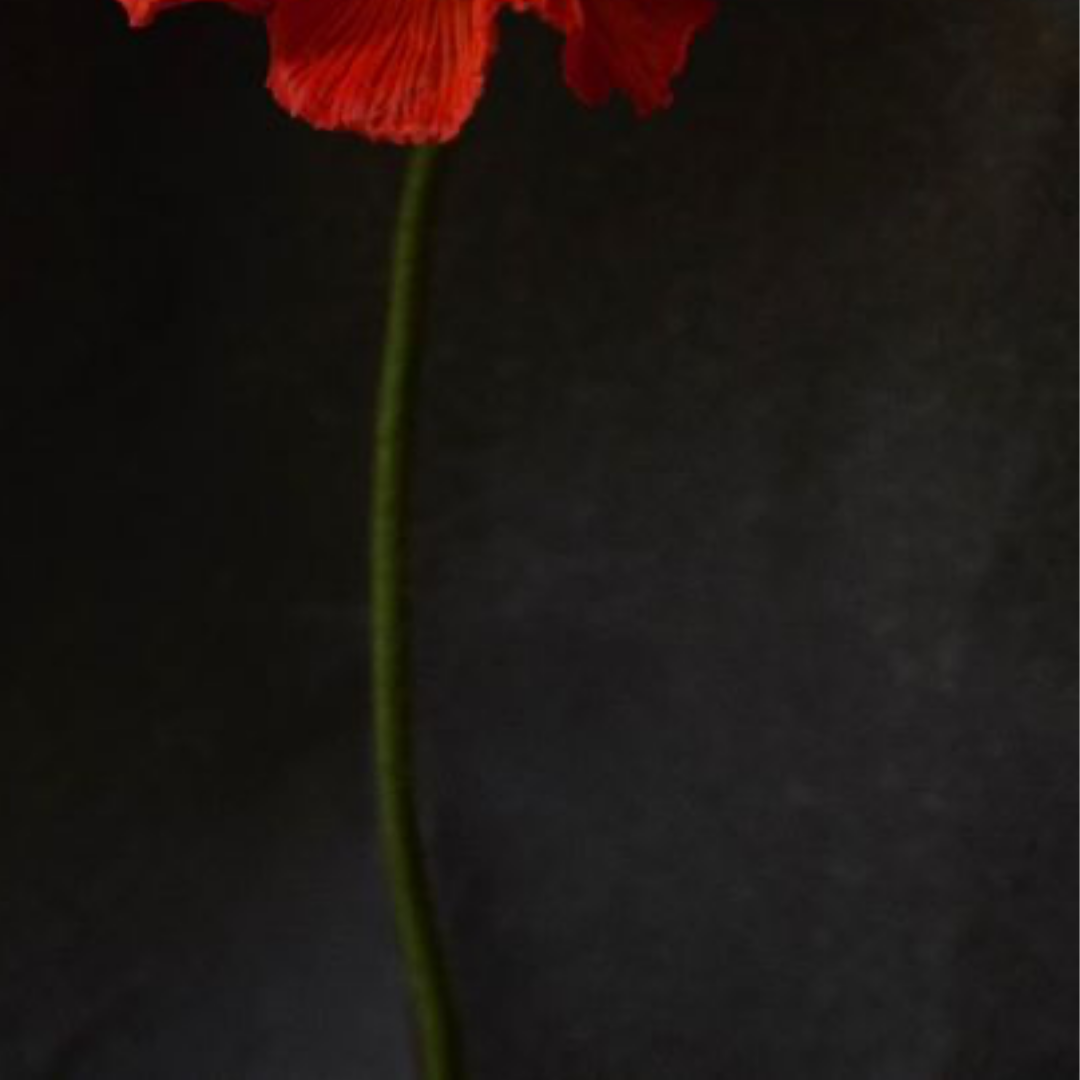 QUARANTINE FLOWERS, LONDON, 2021