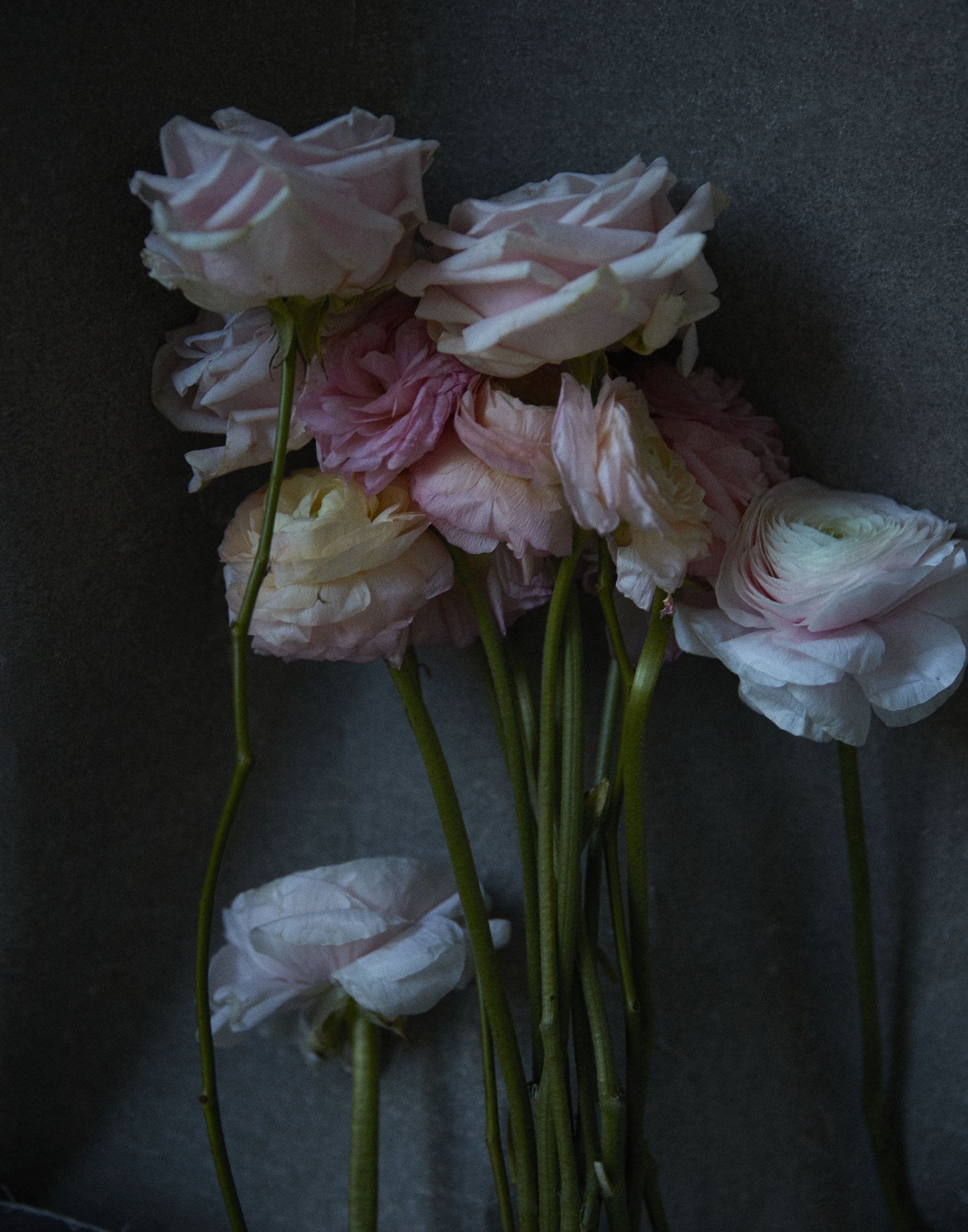 Quarantine Flowers II, VII, London, 2021