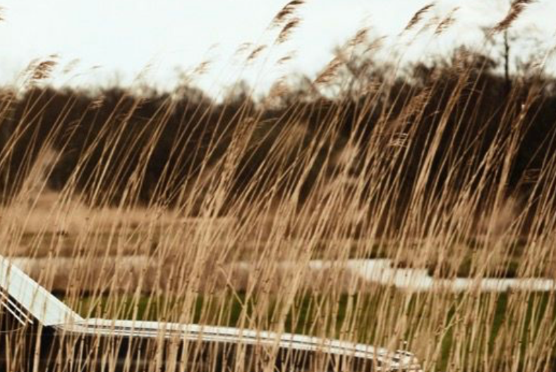Untitled (Car in Reeds)
