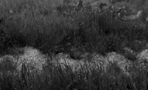 Field Reverie