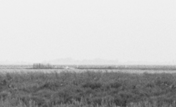 Field Reverie