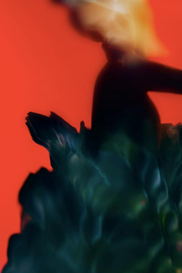 THE THING LURKS IN THE SHADE