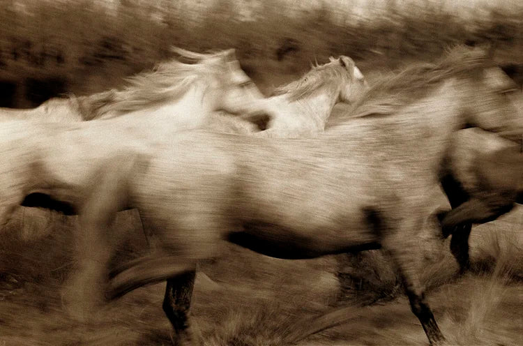 Collecting Photography: The Importance of the Artist’s Reputation