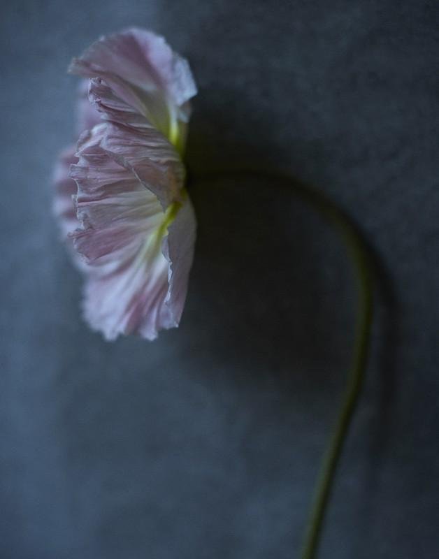 QUARANTINE FLOWERS, LONDON, 2021