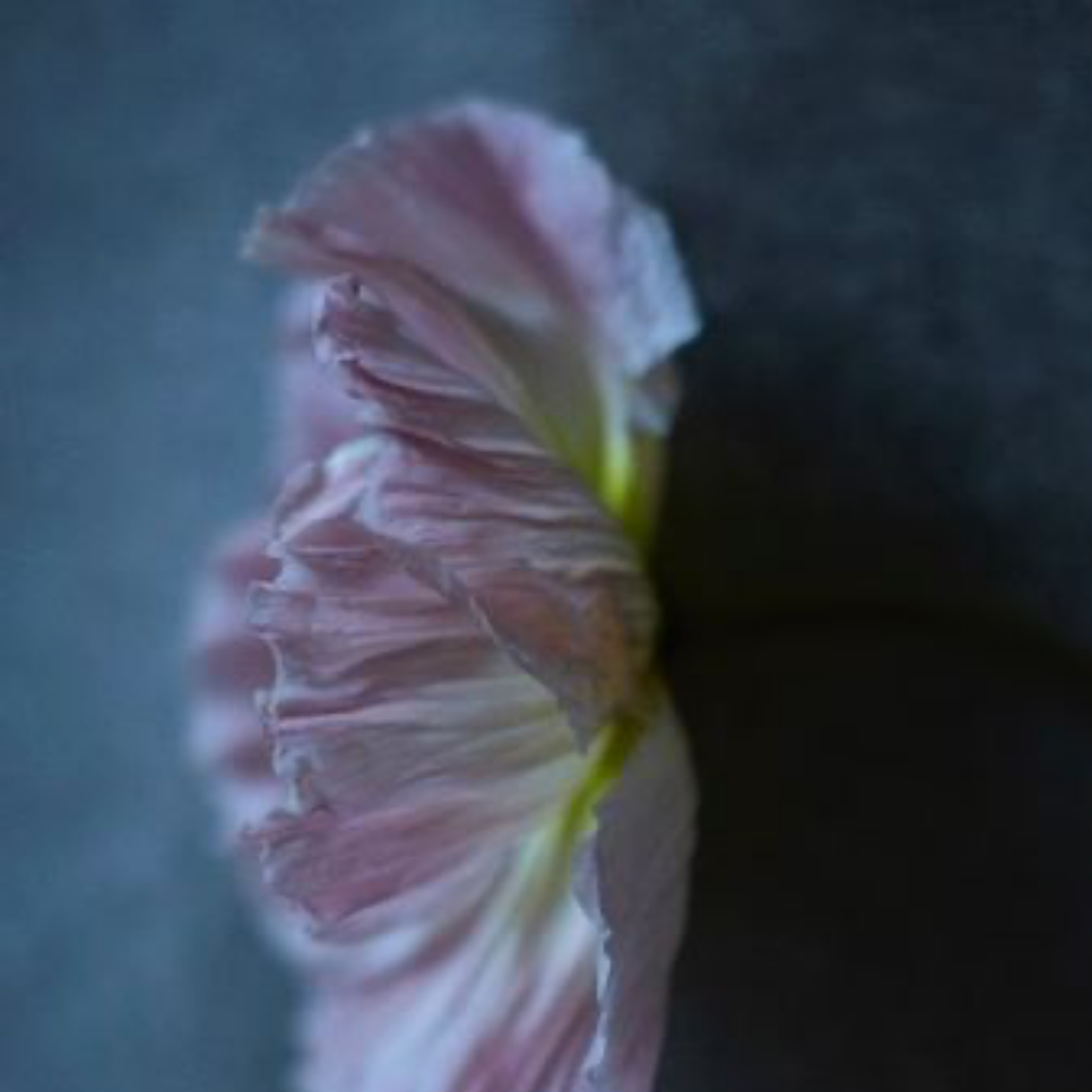 QUARANTINE FLOWERS, LONDON, 2021