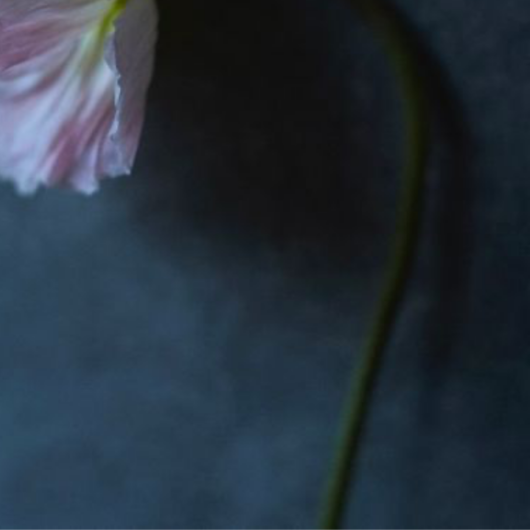 QUARANTINE FLOWERS, LONDON, 2021