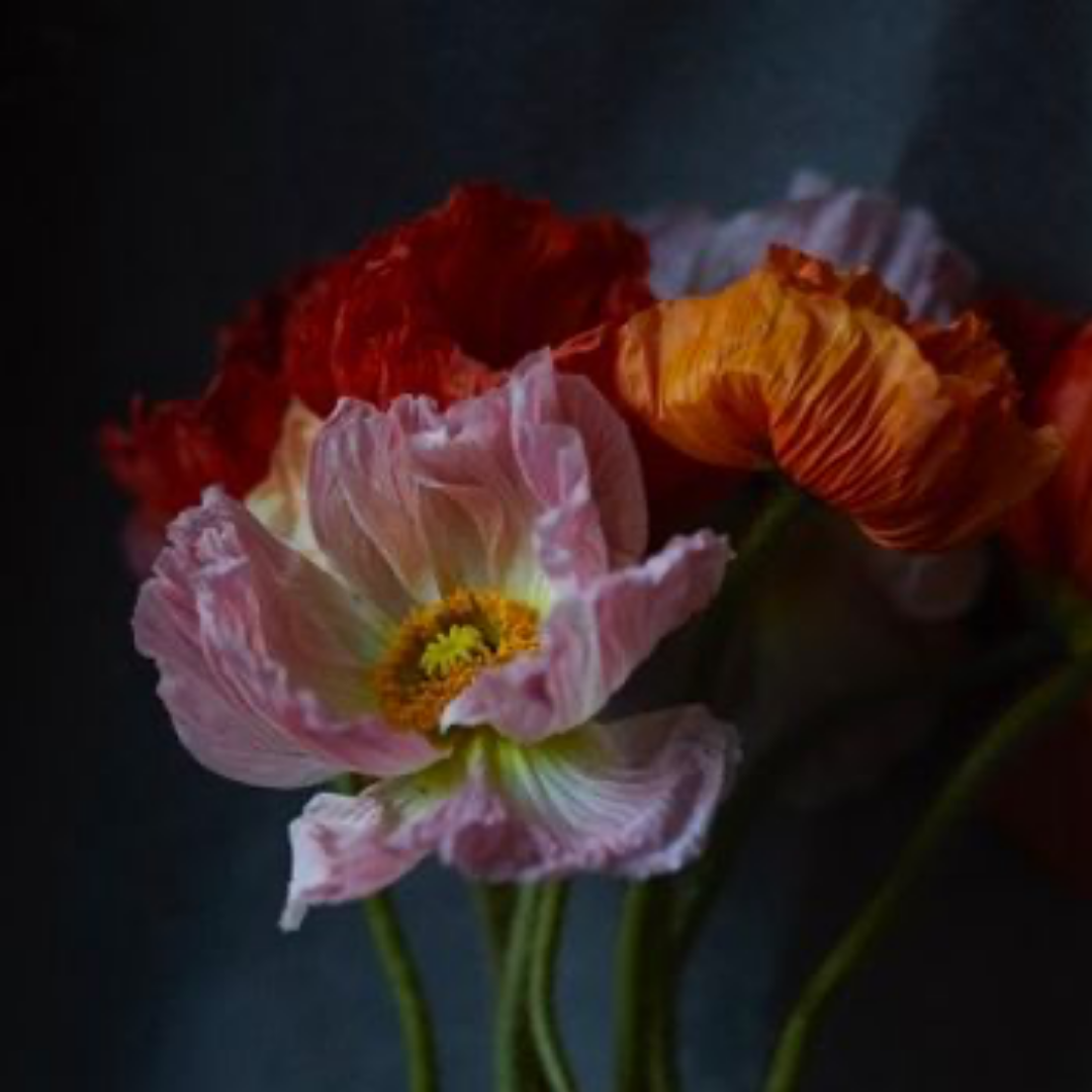 QUARANTINE FLOWERS, LONDON, 2021