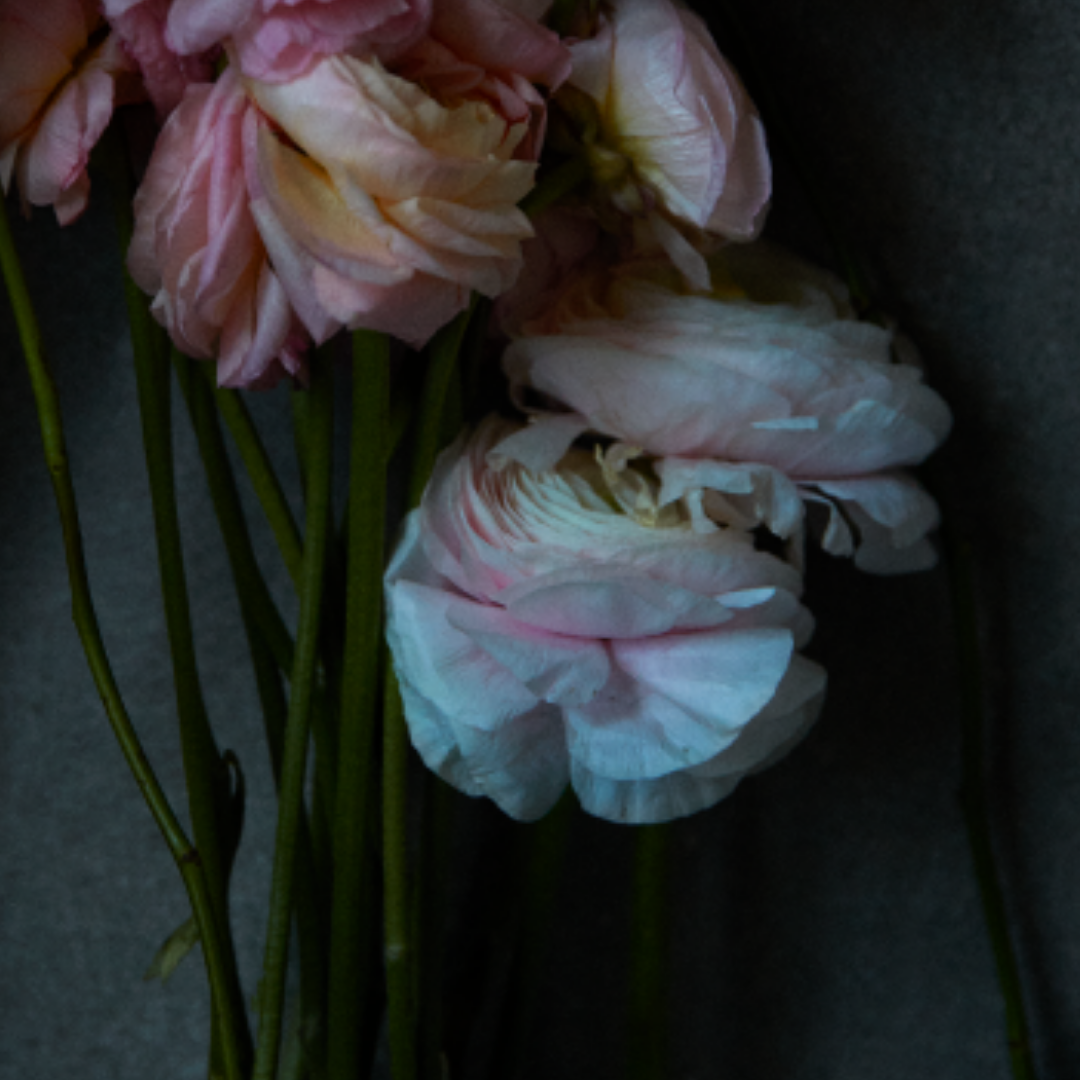 Quarantine Flowers II, VI, London, 2021