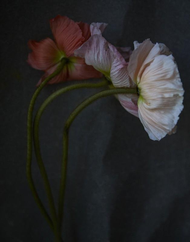 QUARANTINE FLOWERS, LONDON, 2021