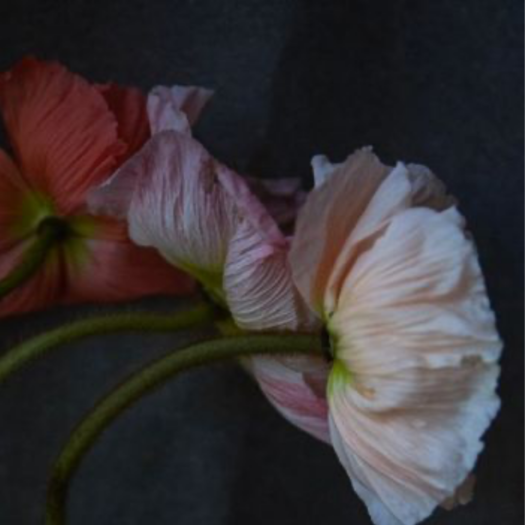 QUARANTINE FLOWERS, LONDON, 2021