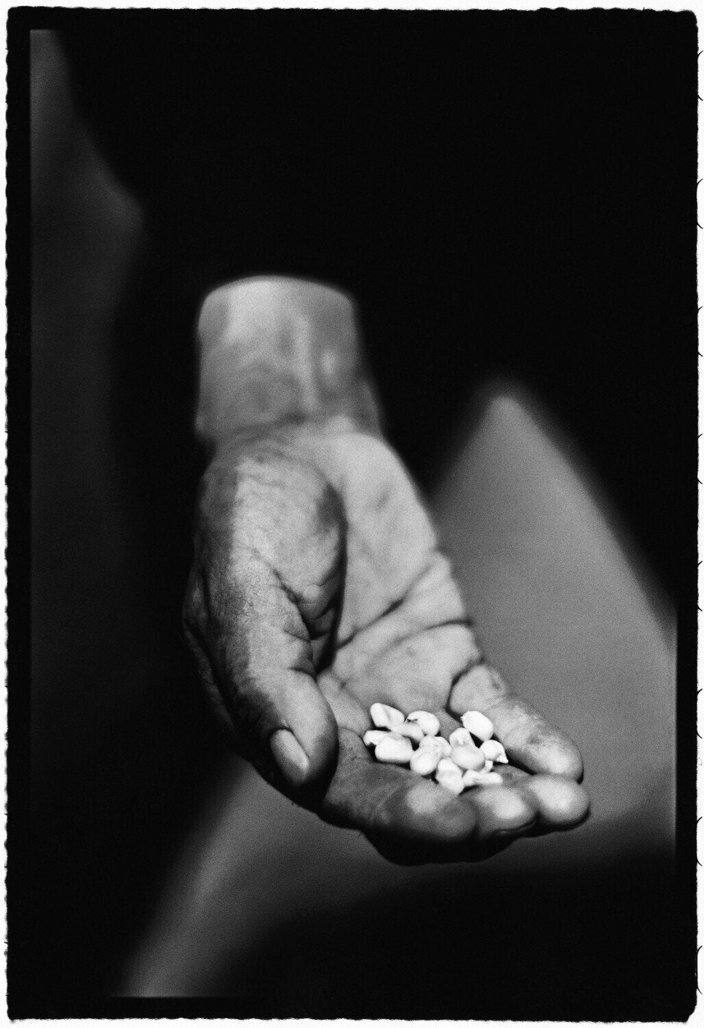 Corn in a Hop Chief’s hand