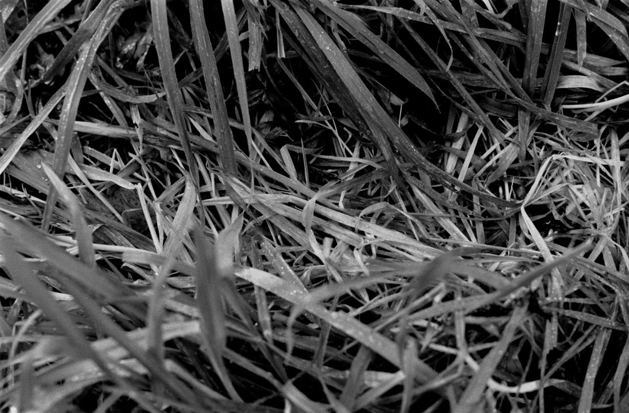 Nest