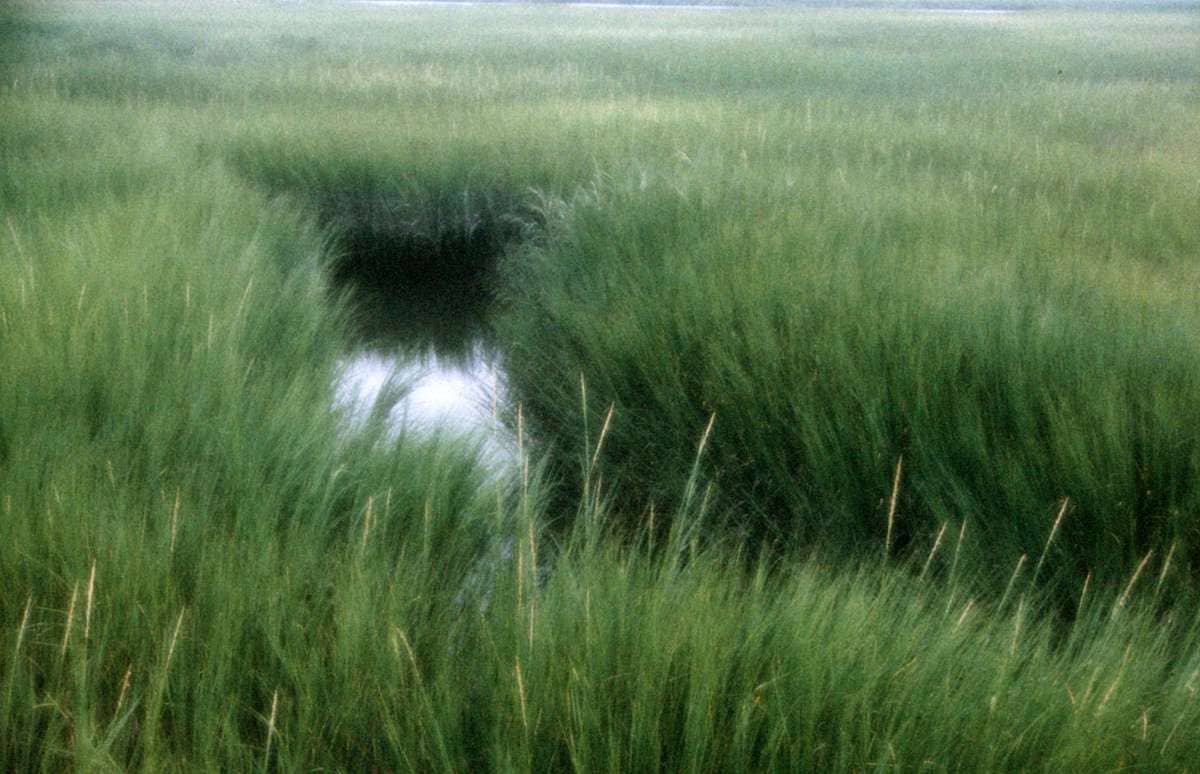New England Marsh - 1985