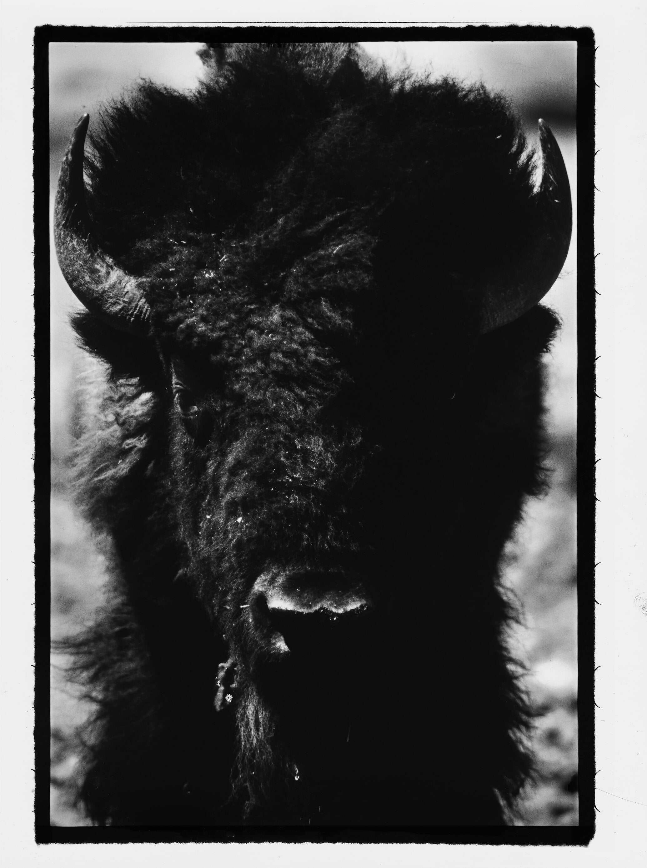 Le Bison sauvage