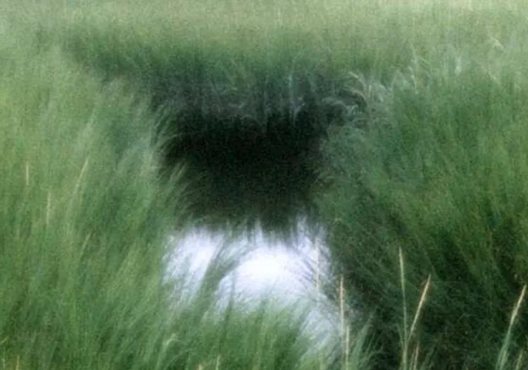 New England Marsh - 1985