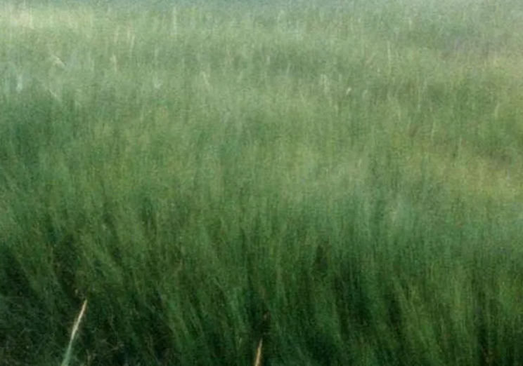 New England Marsh - 1985