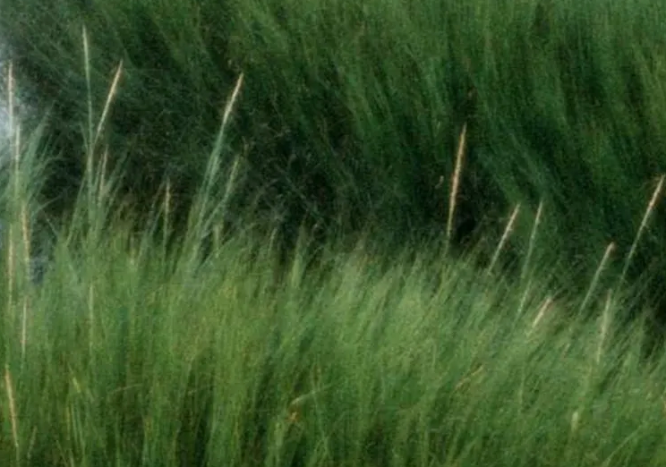 New England Marsh - 1985