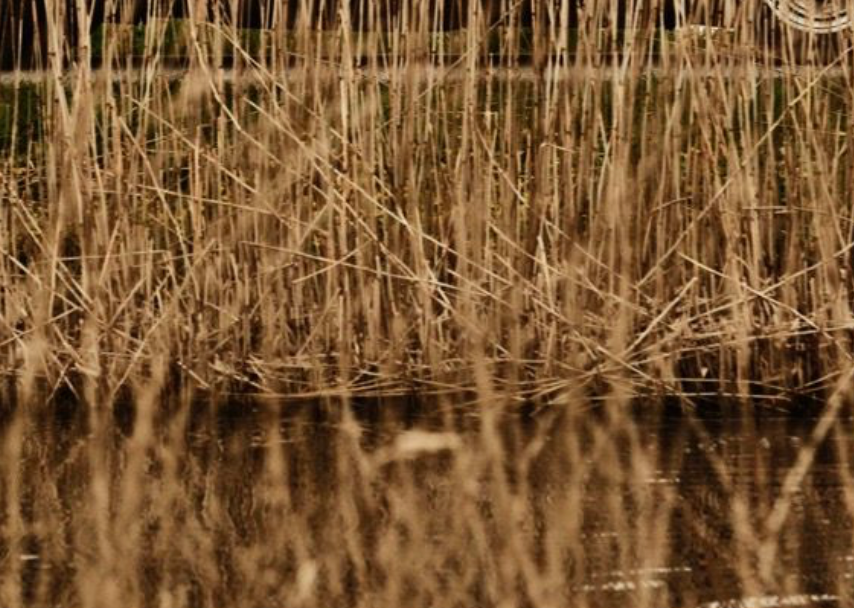 Untitled (Car in Reeds)