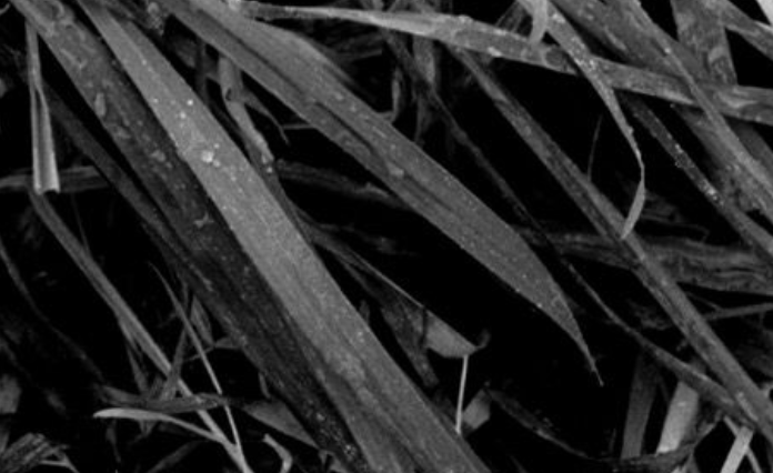 Nest