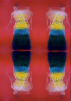 THE WORM SWAYED ON THE WATER