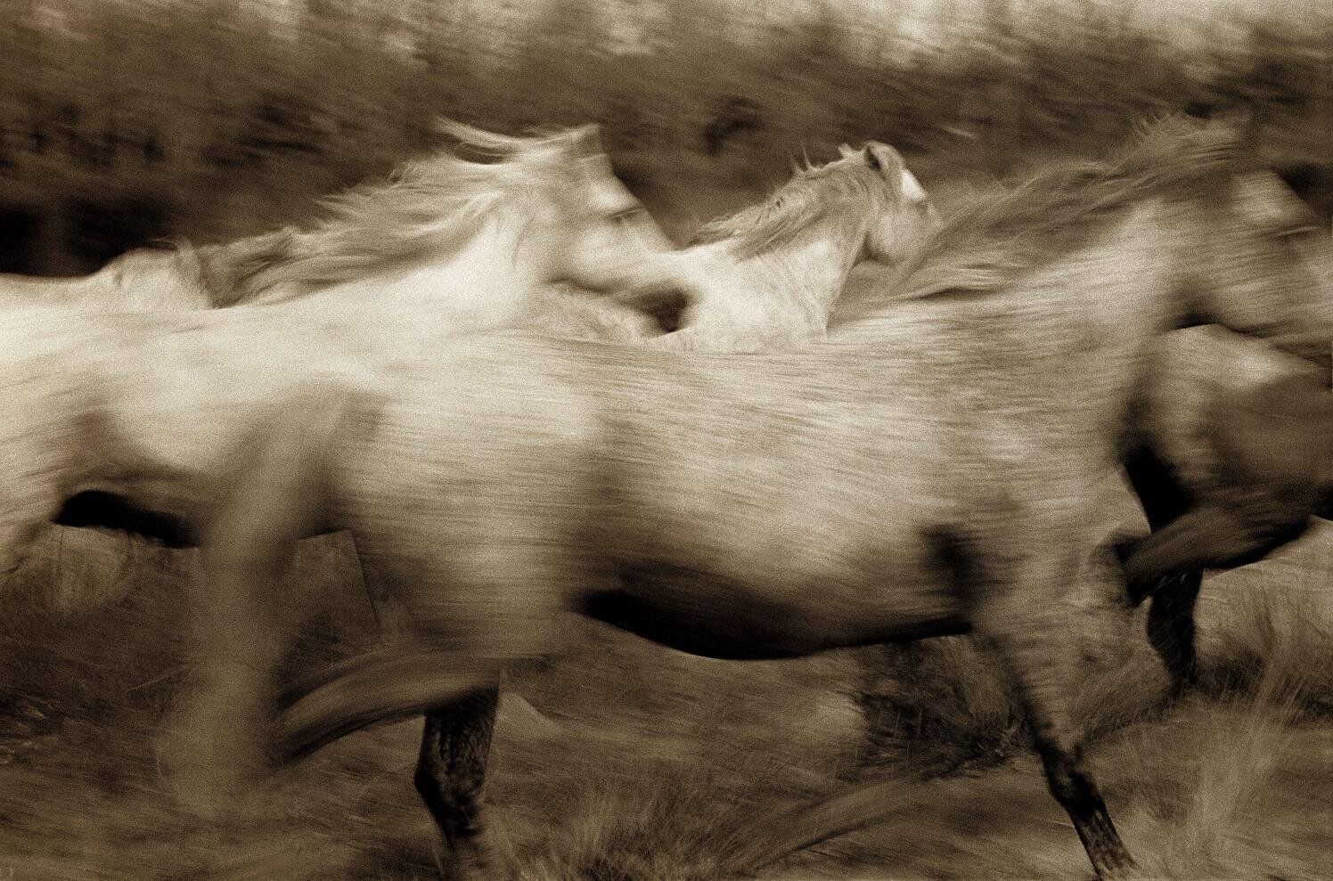 Running Horses